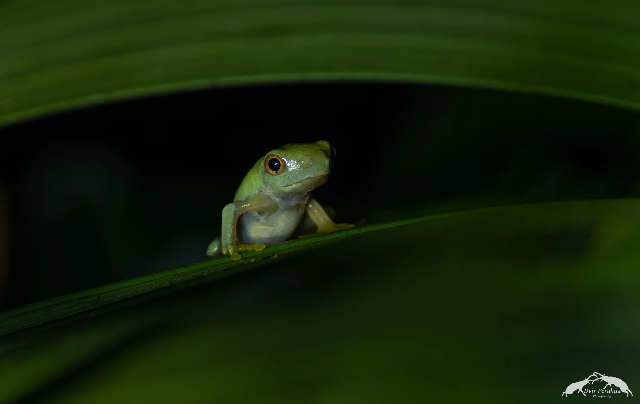 Tree frog, Costa Rica Rainforest